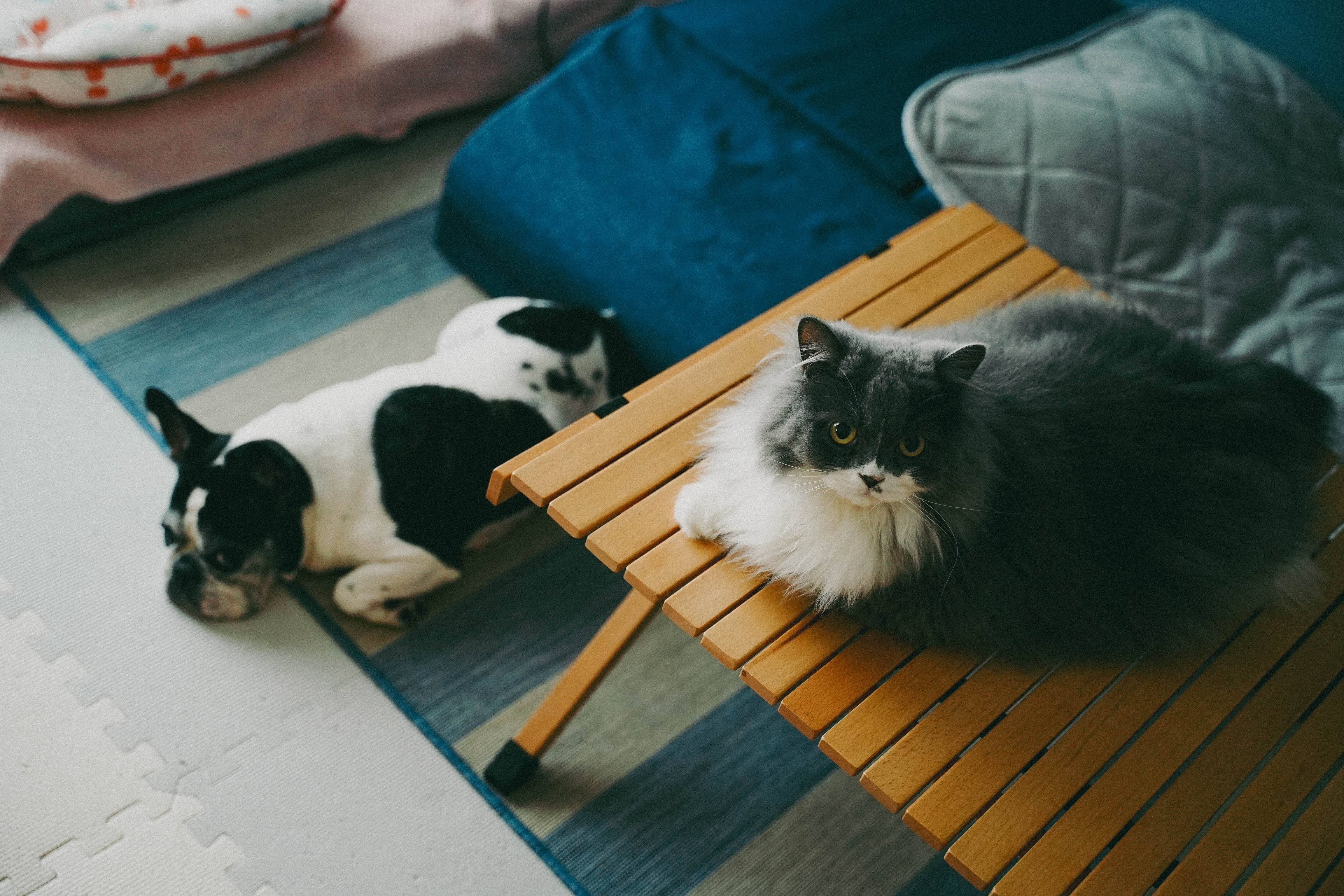 Ram と Dash — 同じ部屋でそれぞれの時間