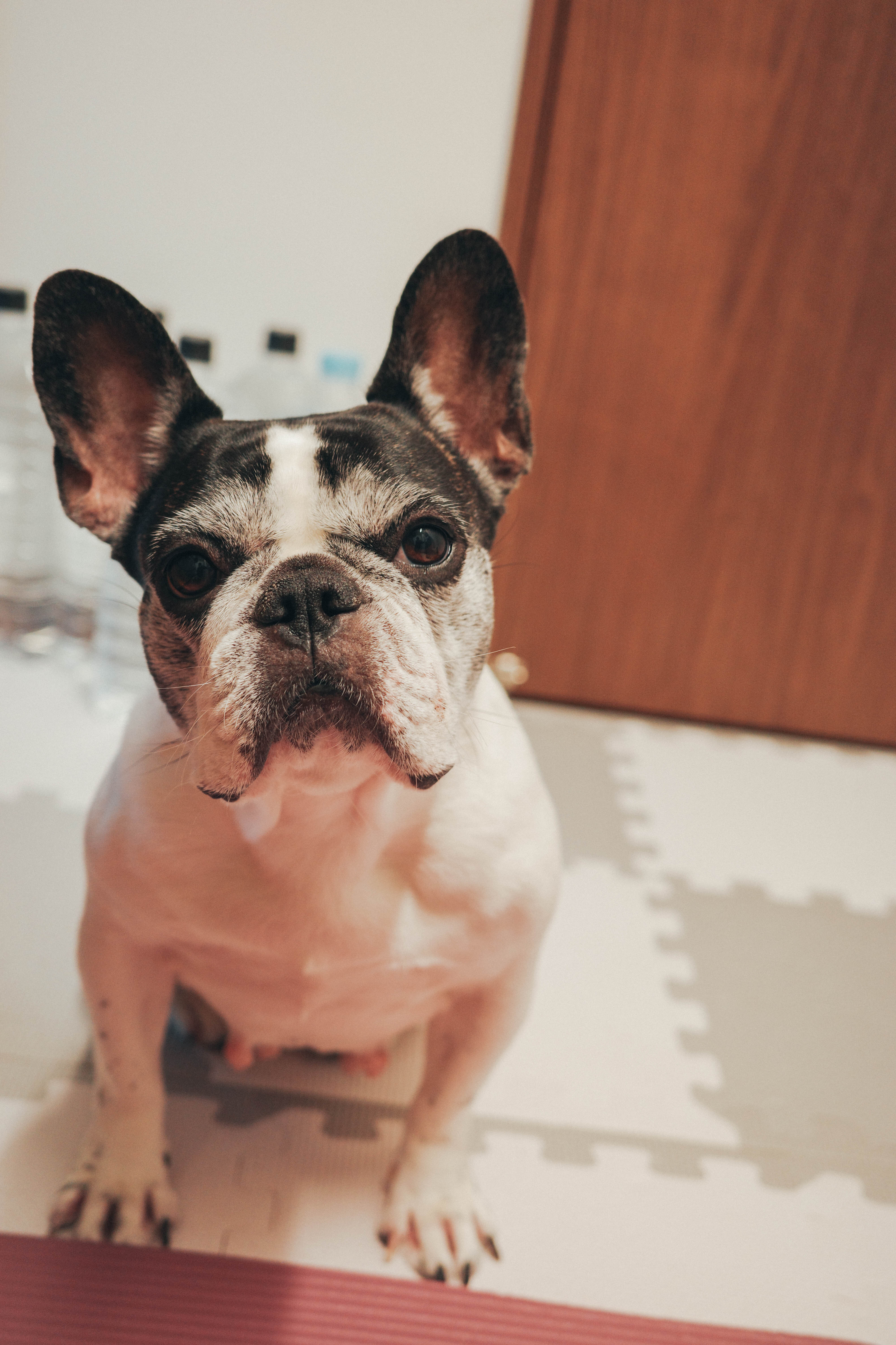 Ram — 上目遣いでこちらを見つめる