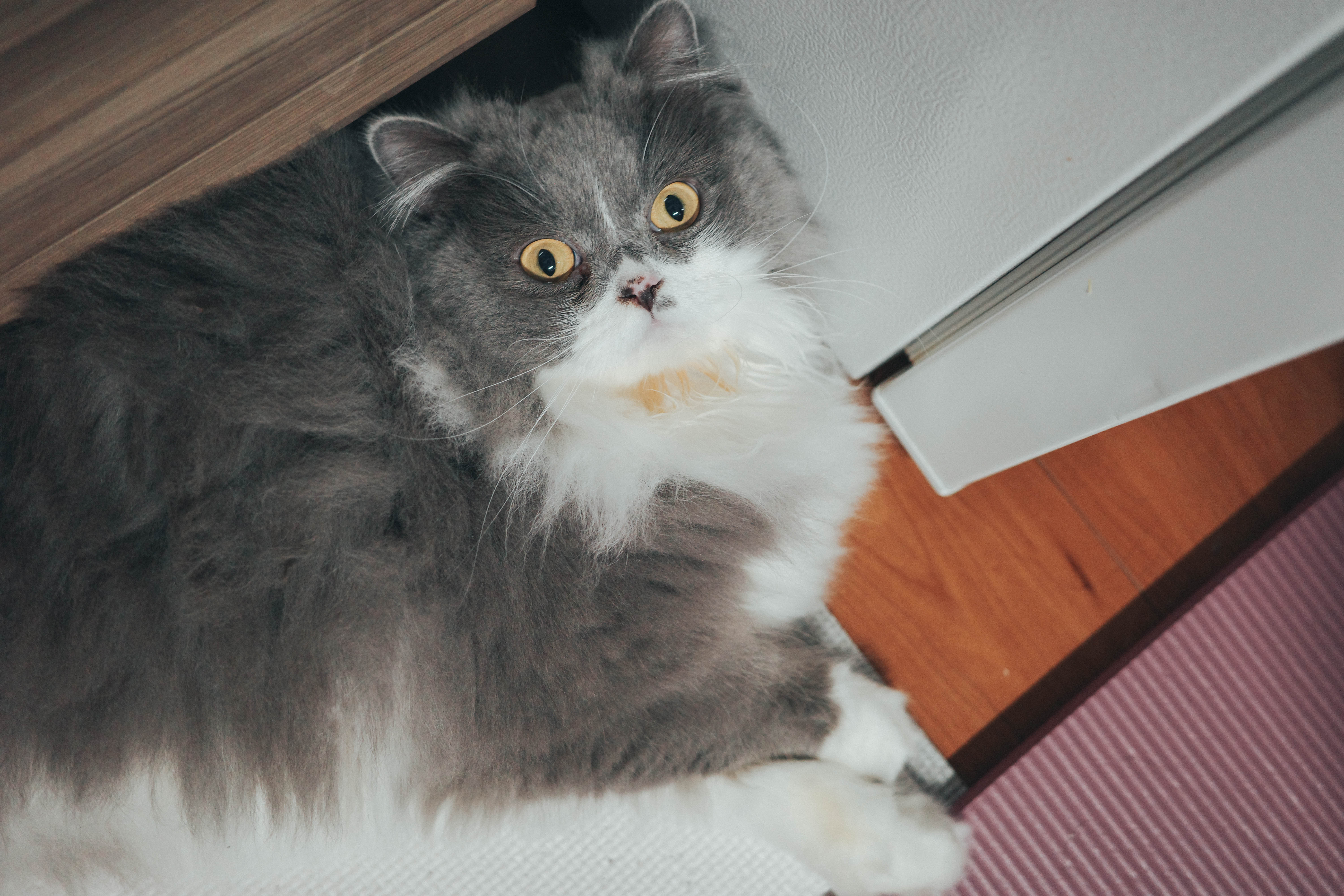 Dash — 机の下でびっくり顔