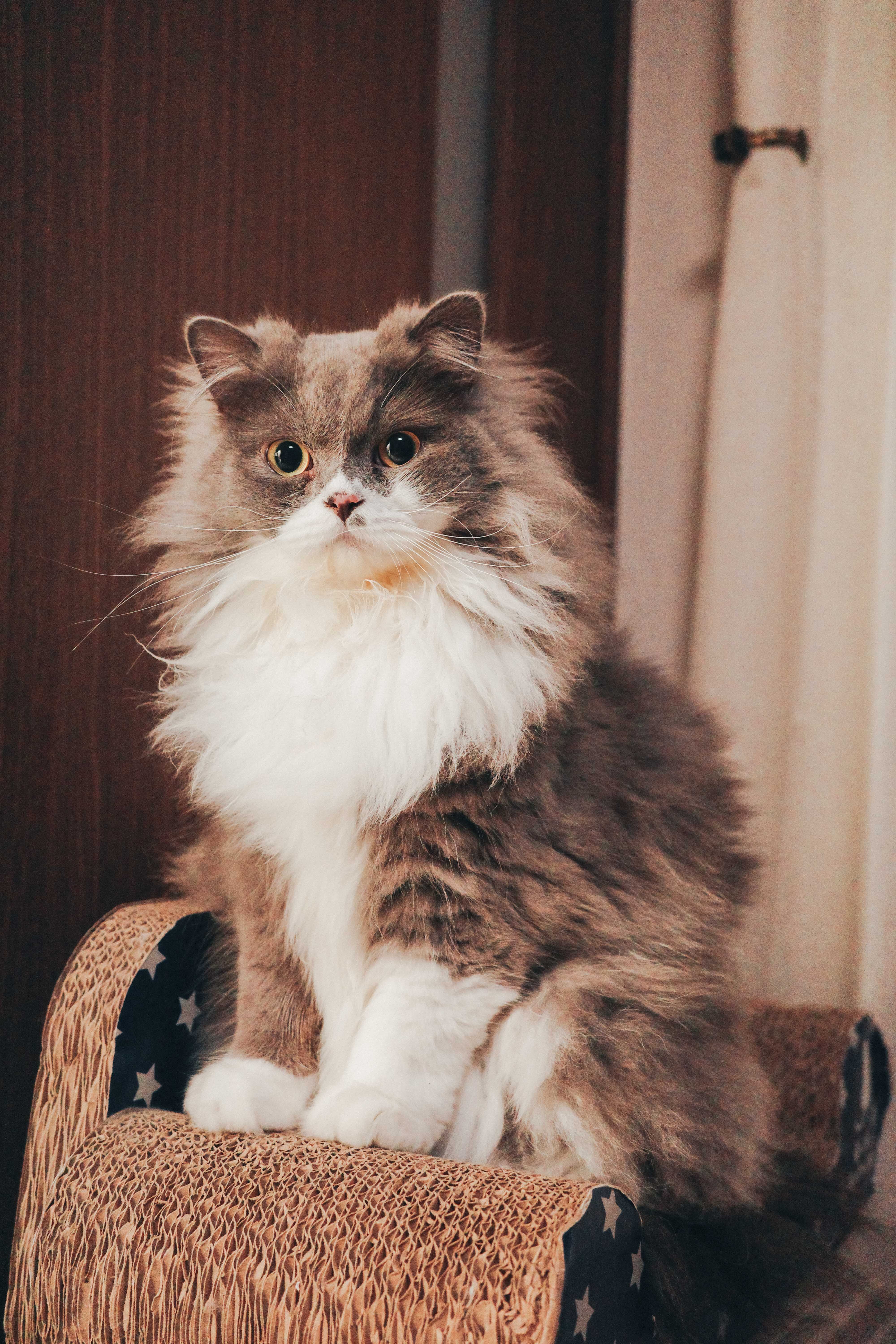 ダッシュのテーブル帝国 — photo 1